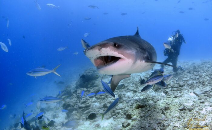 Tiger shark Dive