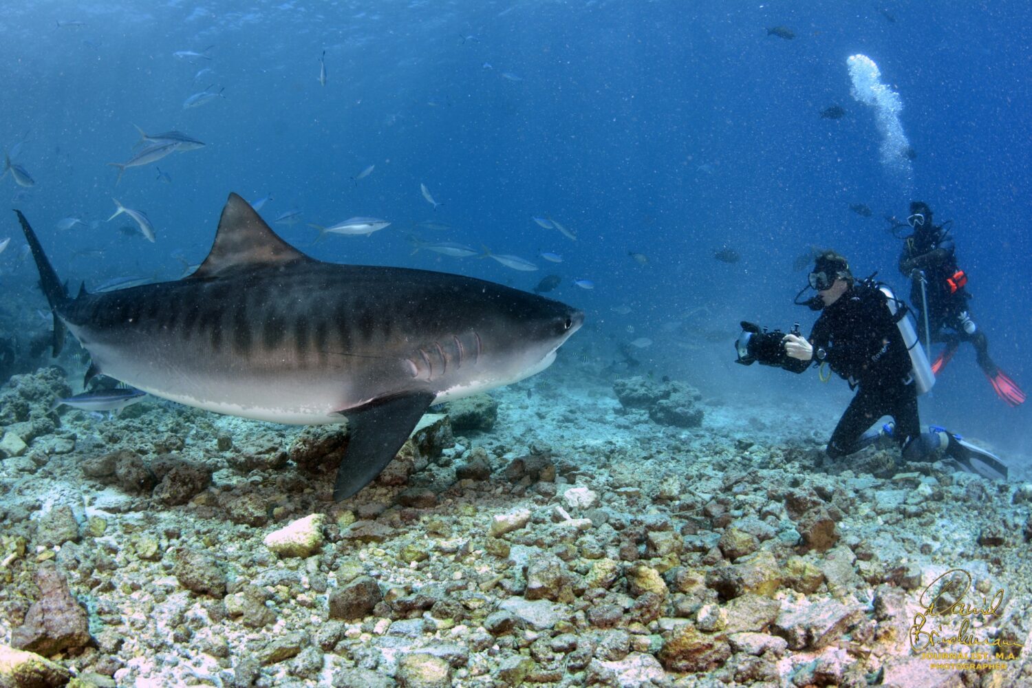 Filming with tiger sharks