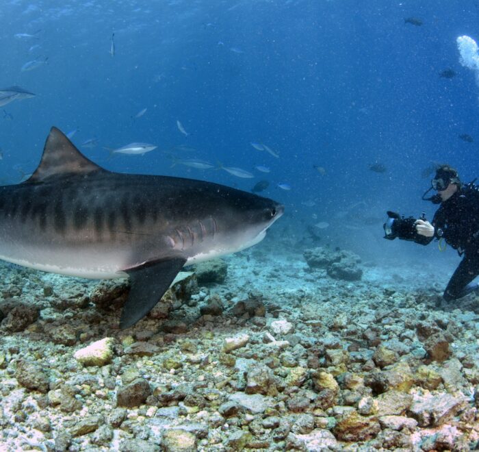 Filming with tiger sharks