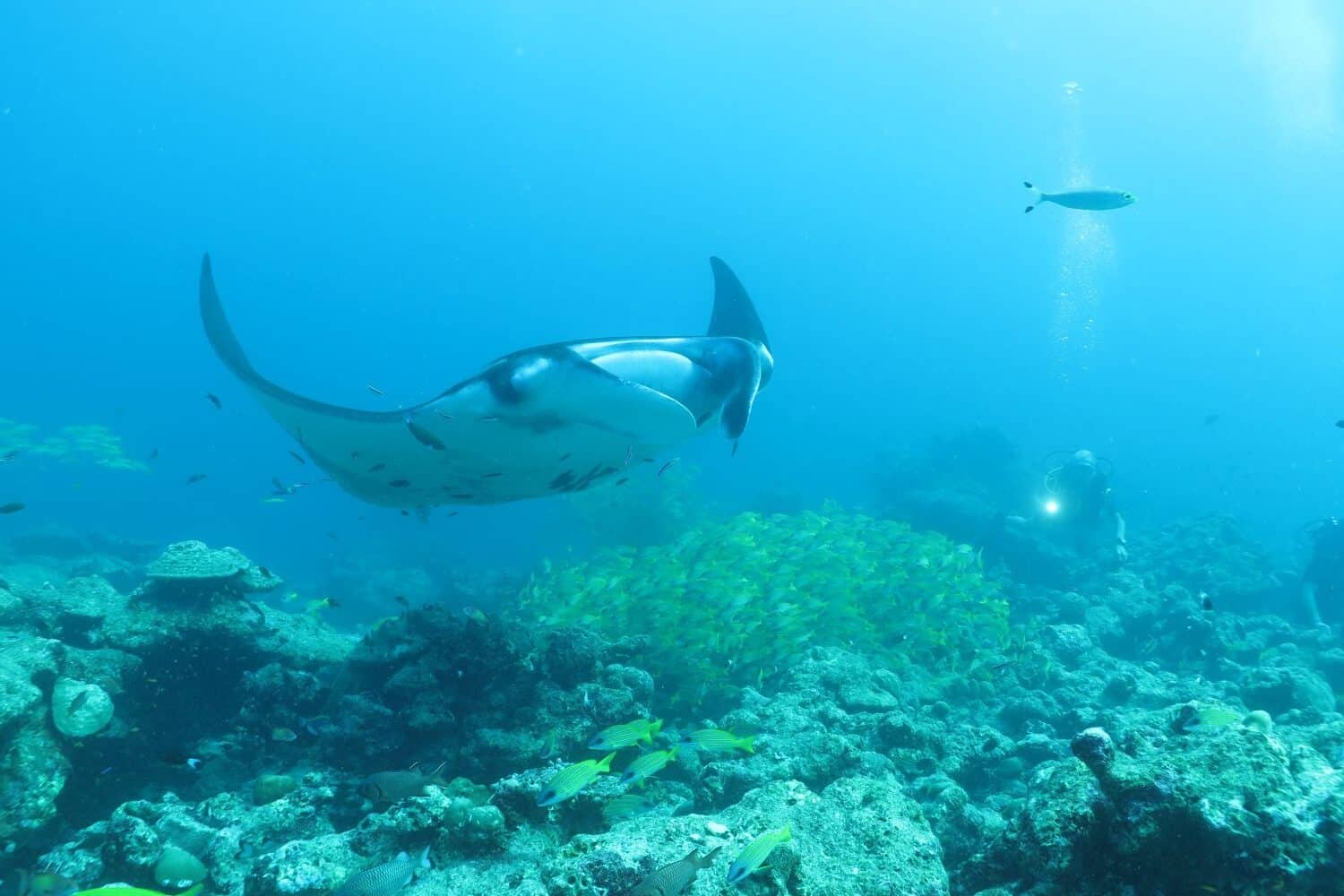 Manta Diving with Divepoint Meedhupparu