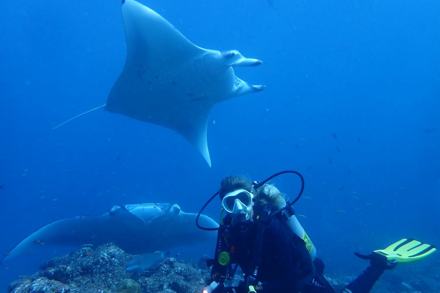 Dive with mantas all year around