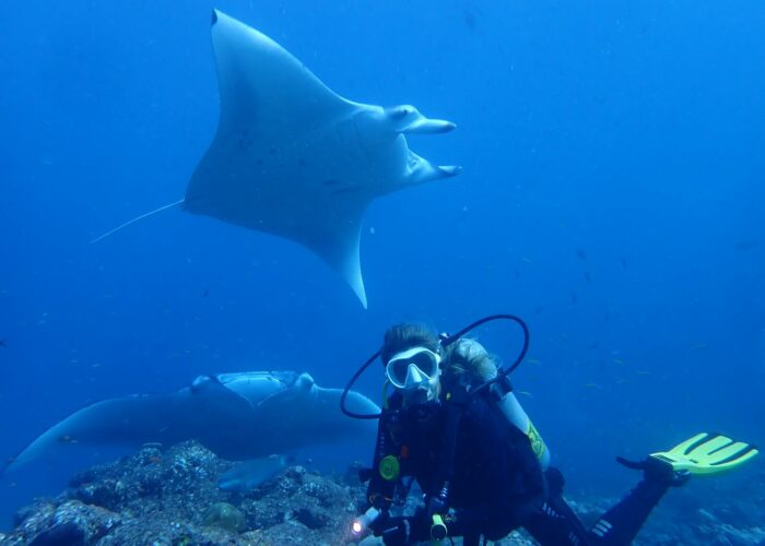 Dive with mantas all year around