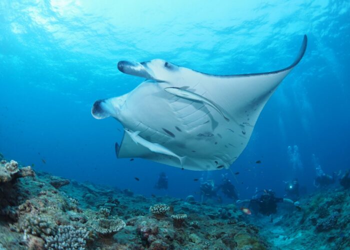 Obeserving a manta ray with Divepoint
