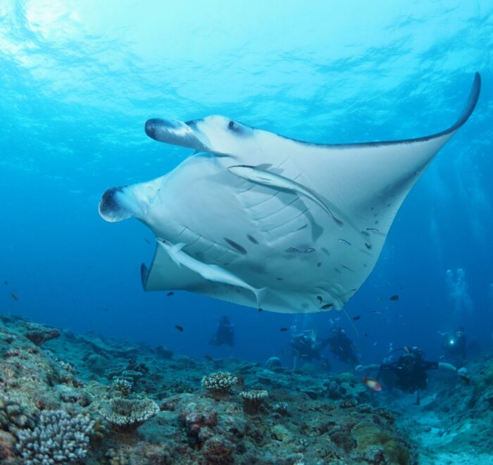 Observing a manta ray with Divepoint