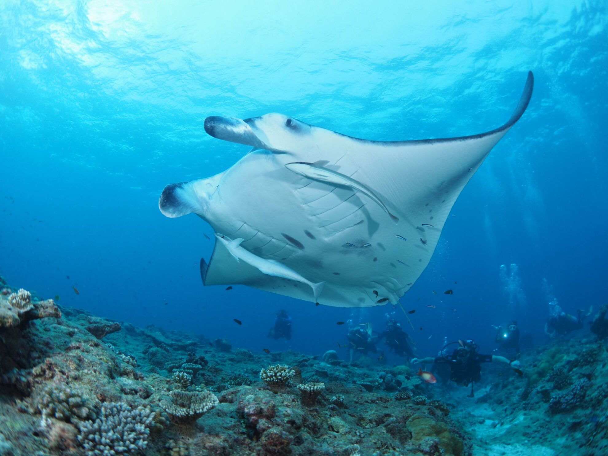 Obeserving a manta ray with Divepoint