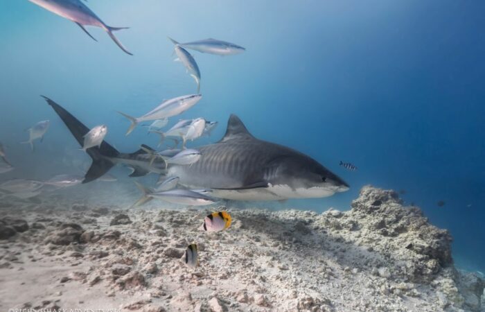 Tiger shark diving