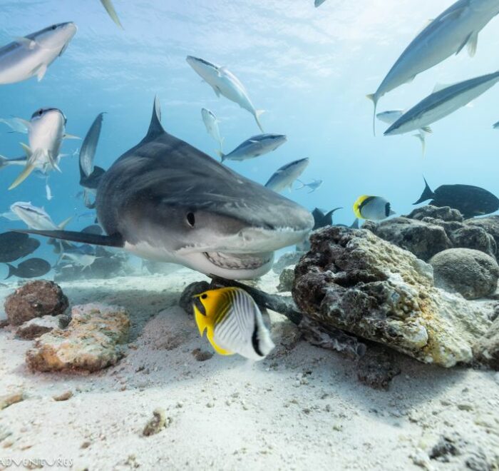Get close to tiger sharks with Divepoint