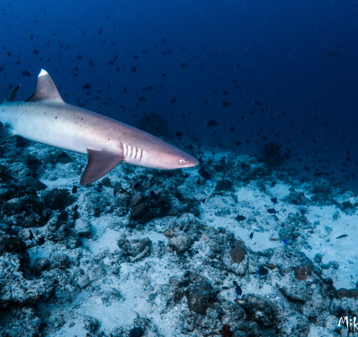 white tip shark