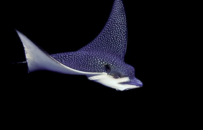 Eagle Ray