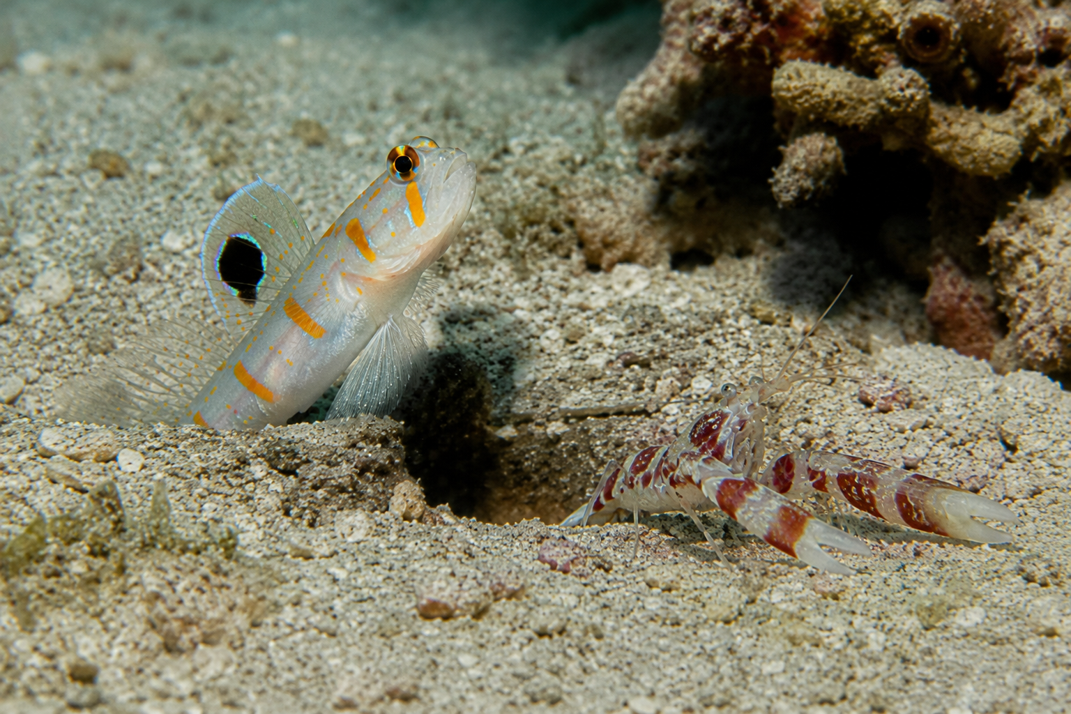 pistol shrimp with his guardian